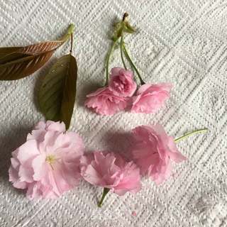 桃花蛋糕的做法步骤：12