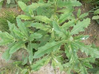黑米面野菜包的做法步骤:4