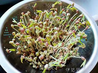 自制绿豆芽的做法步骤:6
