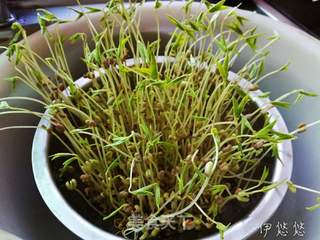 自制绿豆芽的做法步骤:7