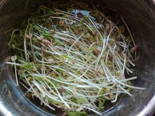 自制绿豆芽的做法步骤:8