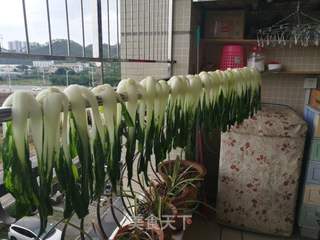 晒菜干的做法步骤:5