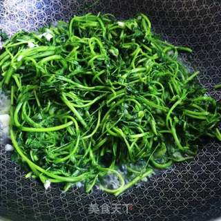 蒜香苜蓿芽的做法步骤:6