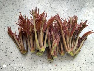 香椿鸡蛋饼的做法步骤:2