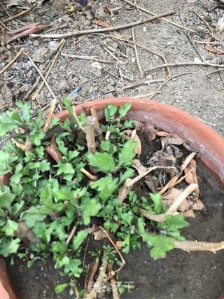 菊花芽蛋汤的做法步骤:5