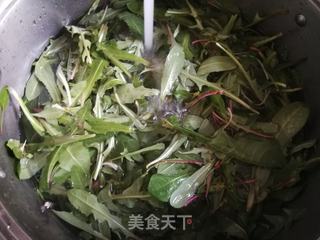 自制蒲公英茶(快蒸晾晒法)的做法步骤:3