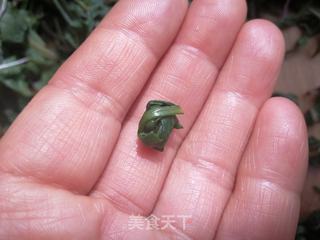 自制蒲公英茶(快蒸晾晒法)的做法步骤:6