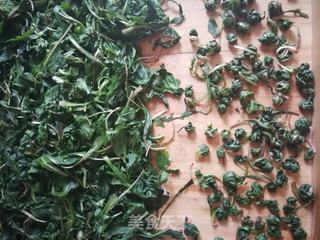 自制蒲公英茶(快蒸晾晒法)的做法步骤:7