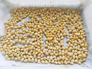 自制黄豆芽的做法步骤：4