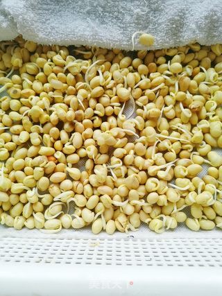 自制黄豆芽的做法步骤:5