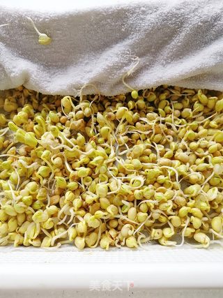 自制黄豆芽的做法步骤：6