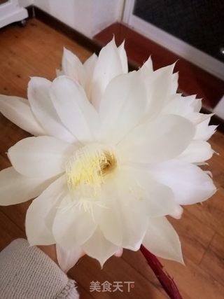 暗香浮动的昙花银耳羹的做法步骤:2