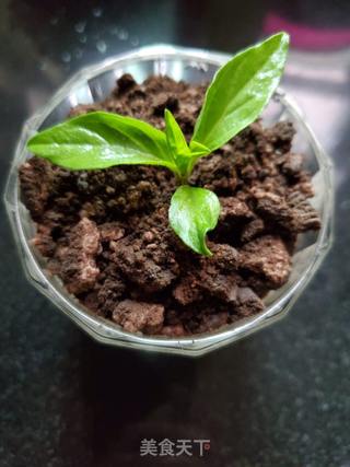 酸奶盆栽的做法步骤:7