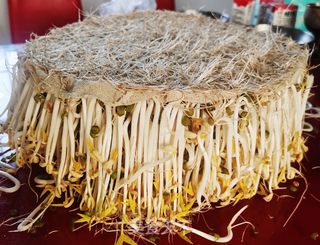 生绿豆芽的做法步骤:12