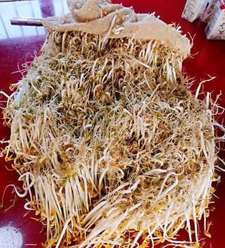 生绿豆芽的做法步骤:13