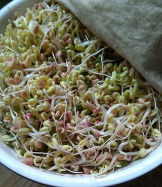 发绿豆芽的做法步骤:3